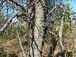 knobbly bark