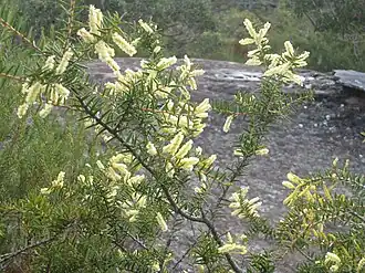 Ku-ring-gai Chase NP