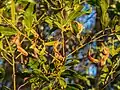 Seed pods
