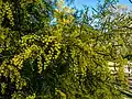 Inflorescences