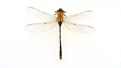 Female from below