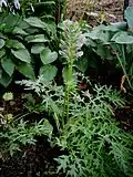 Young plant
