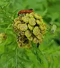 Red soldier beetle at the site
