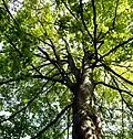 Sycamore maple.