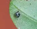 egg
