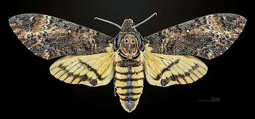 A. s. styx female