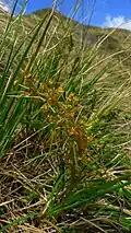 Inflorescence