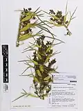 Herbarium specimen