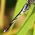 Male abdomen