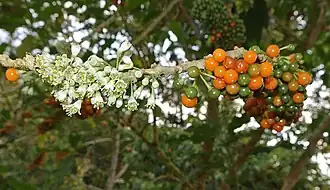 Iochroma arborescens