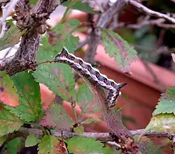 Mature larva feeding on a Japanese cherry tree in early autumn