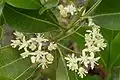 Flowers and leaves