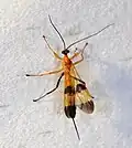 Acrotaphus fasciatus female