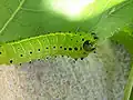 Actias luna
