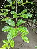 Leaves of Actinidia callosa var. discolor
