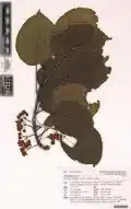 Herbarium specimen