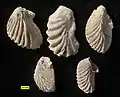 Actinostreon spp. from the Matmor Formation (Middle Jurassic, Callovian) of Makhtesh Gadol, southern Israel