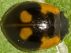 melanic