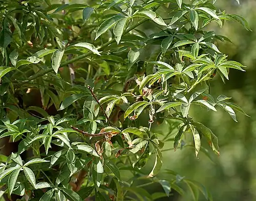 Each leaf comprises five leaflets