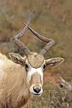 The head of a young adult