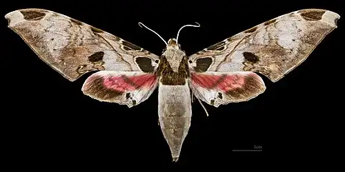 Female dorsal