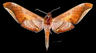 Male ventral