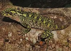 Adult female
