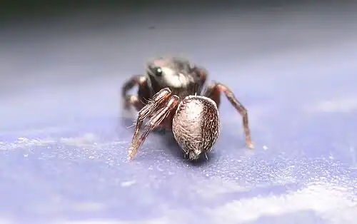 Male dorsal