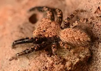 Adult male side
