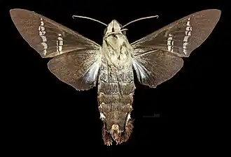 Female ventral