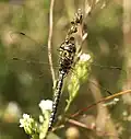 Aeshna juncea