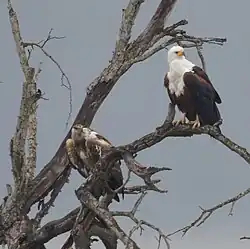Adult with juvenile