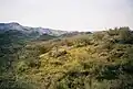 Highland shrubs in Agua Fria National Monument, Arizona, US
