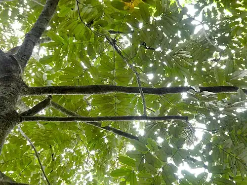 Foliage