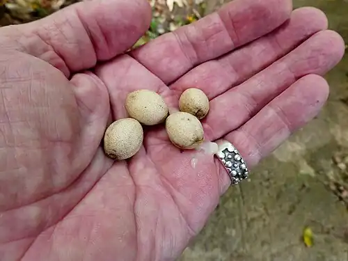 Fruit