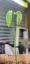 Seedling. Dededo, Guam