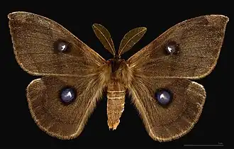 ♂