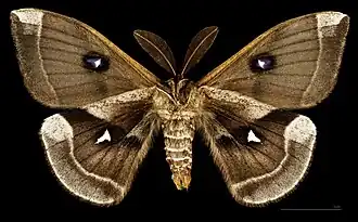 ♂ △