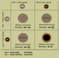 cross of two genetic carriers