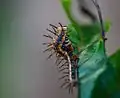 Caterpillar