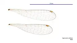 Male wings