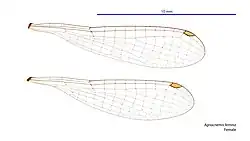 Female wings