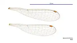 Male wings