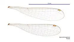 Female wings