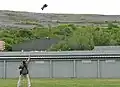 Bird taking a meat lure