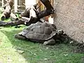 Akron Zoo Turtle 2006