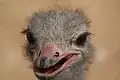 Ostrich