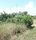 Exceptionally tall plant, in flower