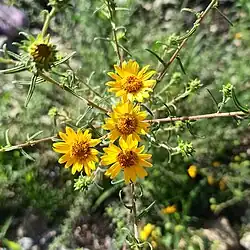 Aldama linearis