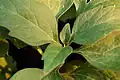 Closeup of the leaves